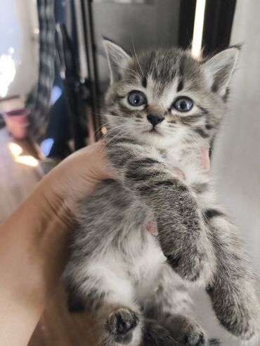 во сколько стерилизовать кошку: Котята в добрые руки. К лотку приучены
