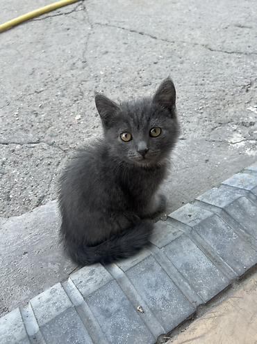 барханный кот купить: ОТДАМ ДАРОМ‼️‼️ - Пол: девочка - Возраст: котёнок (маленький 2 — 1