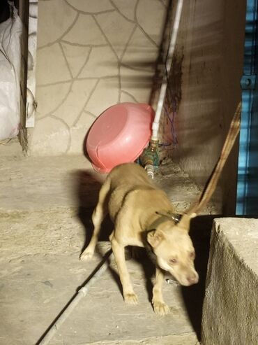 2 yas yarim usagin cekisi v Azərbaycan | ÜST GEYIMLƏRI: American pitbull terrier 1 yaş yarım dişi