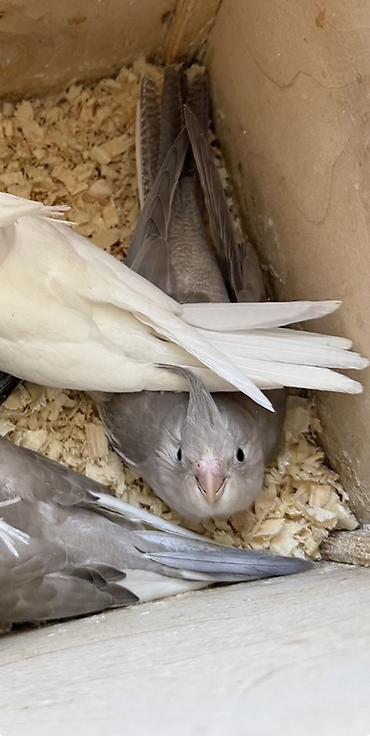 корелла: Korella tutuquşusu balası. Ağ üzlü (Whiteface) mutasiyasıdır. Rəngi — 3