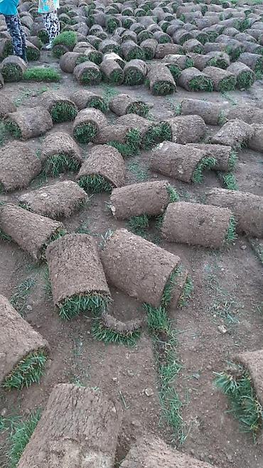 Toxumlar: Qazon yüksək keyfiyyət münasib qiymətə enni yarpaq danimarka toxumu — 7