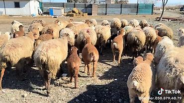Qoyunlar, qoçlar: Dişi, il: 1, Damazlıq, Pulsuz çatdırılma — 15