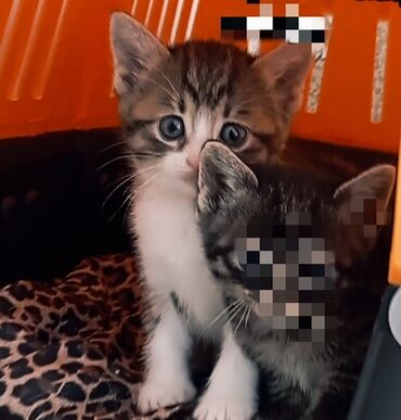 profil ucun pisik sekilleri: Tabbi, Dişi, Yaxşı əllərə, Ünvandan götürmə