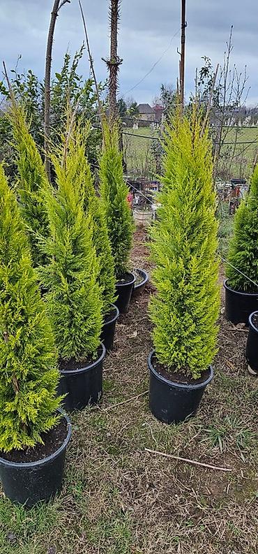 agac tinglerinin satisi: Ucuz qiymete qazon. var. 0Thuja və iynəyarpaqlı dekorativ ağaclar – — 3