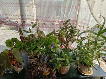 дерево бонсай купить бишкек: Продаю комнатные цветы Аллоэ по 500,живое дерево 500 остальное по 200