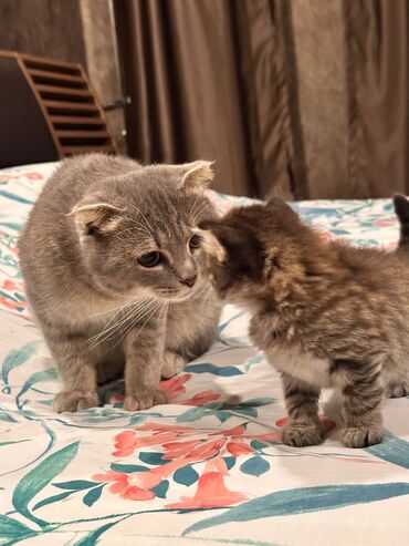 Pişiklər: Britan yastı qulaq, Erkək, Dişi, Yaxşı əllərə, Ödənişli çatdırılma -da lalafo.az — 8 Pişiklər: Britan yastı qulaq, Erkək, Dişi, Yaxşı əllərə, Ödənişli çatdırılma — 8