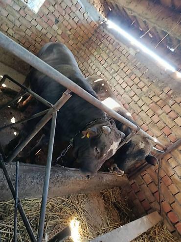 Коровы, быки: Продаю | Бык (самец) | На откорм | Привязанные — 2