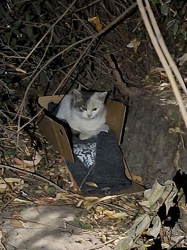 Отдам даром кошку: Котёнку нужен любящий дом. Лапа хромает. район Ак Босого — 1