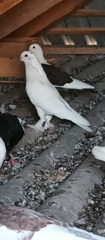 Bıçaqlar: Növ: Ev göyərçinləri Xüsusiyyətlər: - Rənglər: ağırlıqlı olaraq ağ