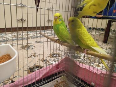 Tutuquşları: Çex tutuquşu balaları satılır 2 aylıqdırlar 3-ü birlikdə 56 manat — 5