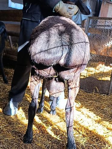 Баран, овца: Продаю | Баран (самец) | Для разведения | Племенные — 4