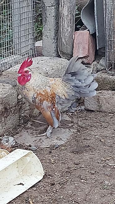 Xoruzlar: Yaponka xorzu və fərəsi satlır sağlam yaponkalardı cütdə satlır topda — 4