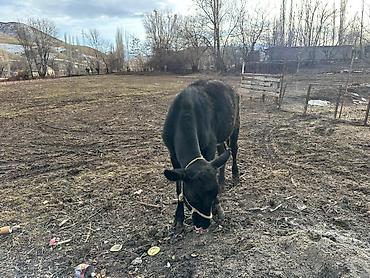 Коровы, быки: Продаю | Тёлка | Симментальская | На забой, Для разведения, Для молока | Не стельные, Племенные, Искусственник — 12