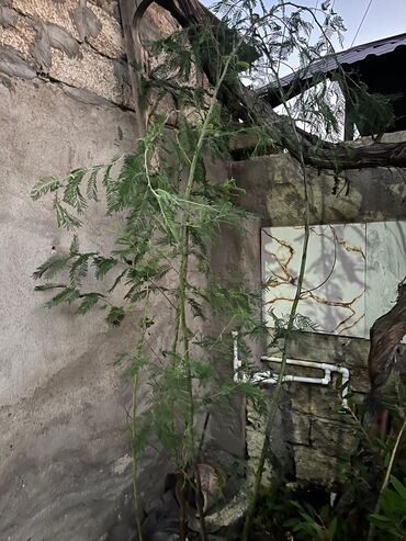 Ağaclar: Bağ bitkiləri – dekorativ ağac və kol sortları - Tulpan Maqnoliya — 9