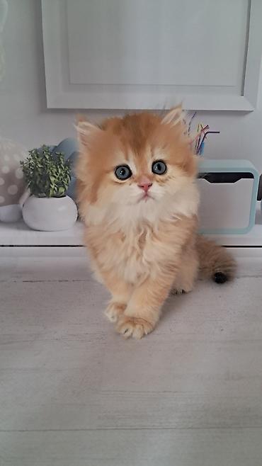 котятя: Британская короткошёрстная, 2 месяца, Девочка, Золотая шиншилла — 6