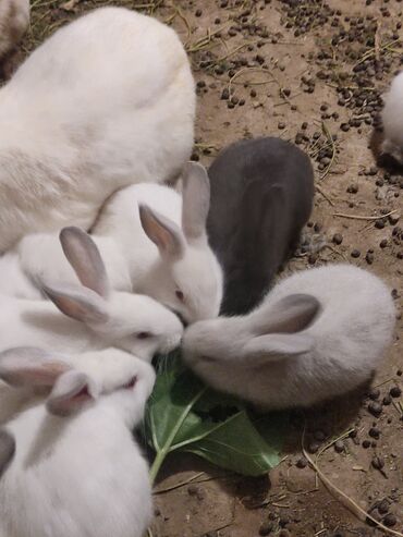 karlik dovşanlar: Карликовые крольчата. Возраст 1,1.5месяц. Здоровые. Karlik dovşan