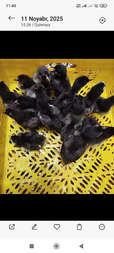 kirpi satisi: Toyuq, Australorp, Yumurtalıq, Ünvandan götürmə, Ödənişli çatdırılma — 4