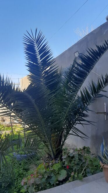 xəzər rayonu binə qəsəbəsi kirayə evlər: Salam Palma agaci oz heyetimizdedi kokunden cixardib basqa yerde rahat