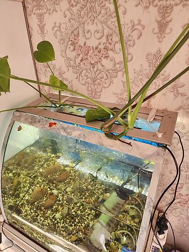 аквариум заводской: Аквариум комплект с изогнутым передним стеклом - Объем ориентировочно — 5