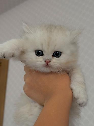 Pişiklər: Britan, Erkək — 1