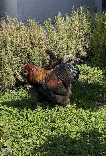 K/t heyvanları və malları: Xoruz, Brama, il: 2, Ünvandan götürmə — 1