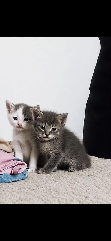 Отдам котят бело серую и серо белую девочки к лотку приучены at lalafo.kg Отдам котят бело серую и серо белую девочки к лотку приучены