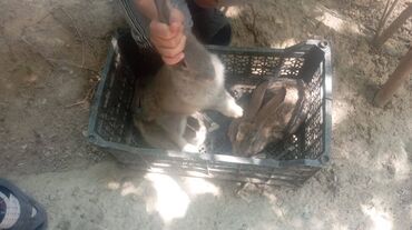 Dovşanlar: Üç ədəd qəşən dovşan satılır. Bu üçünün qiymətidir — 4