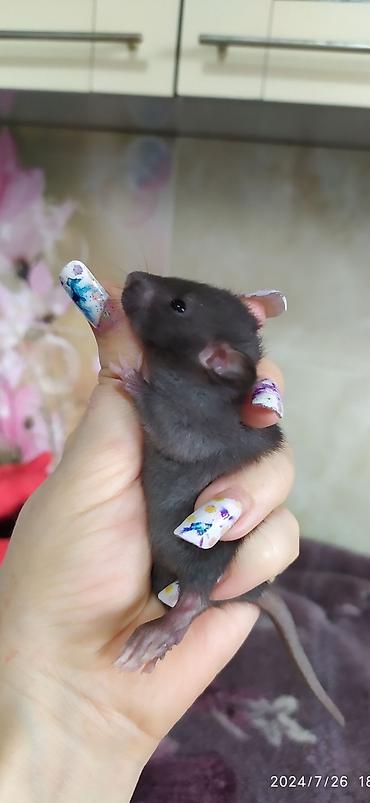 Крысы: Привет друзья !! У нас родились красивые крысята.Друзья в питомнике - — 16
