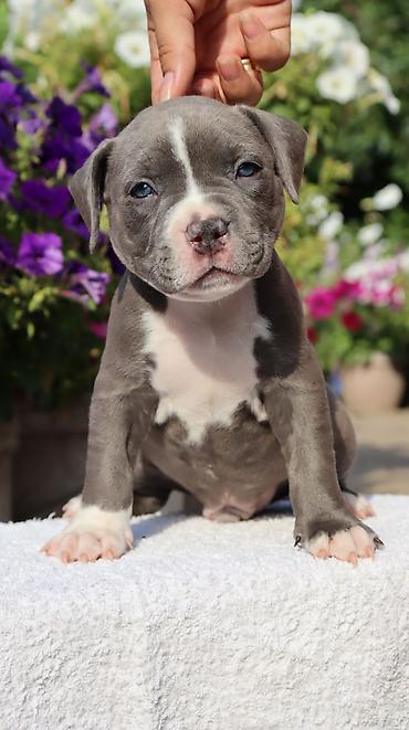 Продажа собак: Американский булли, 2 месяца, Самец — 17