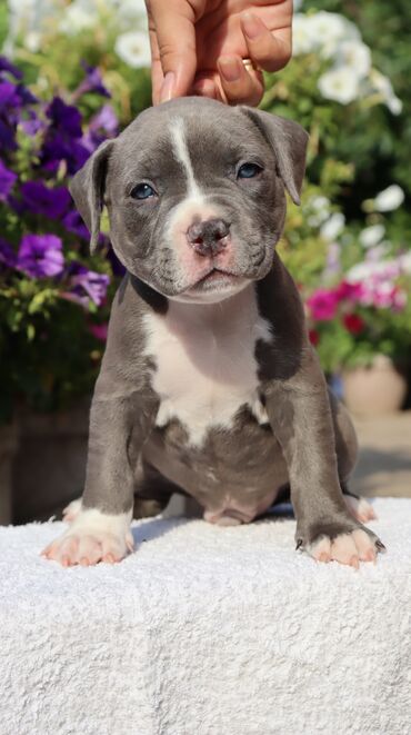 Продажа собак: Американский булли, 1 месяц, Самец, С родословной, С прививкой — 8