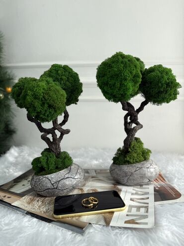 Декоративные цветы: В переводе с японского Бонсай означает «дерево, выращенное в блюде» at lalafo.kg — 66 Декоративные цветы: В переводе с японского Бонсай означает «дерево, выращенное в блюде» — 66