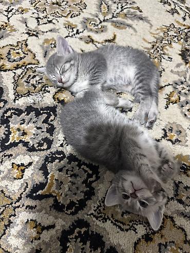 Кошки: Шотландская, В добрые руки, Самовывоз, Платная доставка — 2