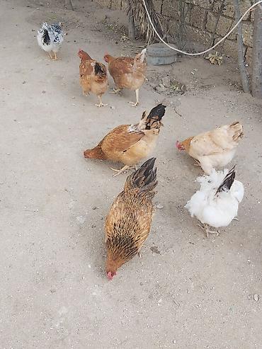 kend toyuqlari satisi: Təbii şəkildə həyətdə bəslənən ev toyuqları - Növlər: qarışıq yerli — 10