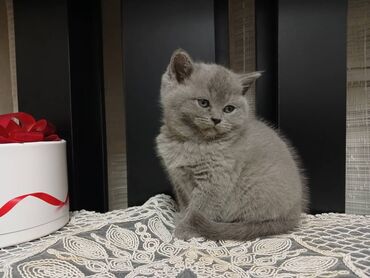 персидский кот цена: Продается очень красивая чистокровная шотландская голубая девочка