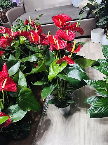 кой аштоо: Антуриум (Anthurium andreanum) в горшке - Эффектные соцветия — 1