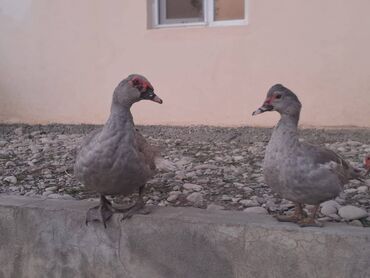 Digər heyvanlar: Lal ördəklər topdan satılır 210 dənə ördəkdir bir dənəsi 13 manat 90 — 10