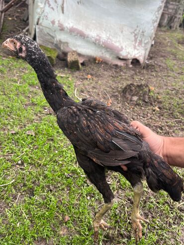 Cücələr: Toyuq cücələri, Damazlıq — 10