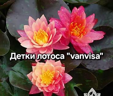 кой сойобуз: Детки лотоса Vanvisa (Nymphaea ‘Vanvisa’) - Сорт с редкой пестрой — 1