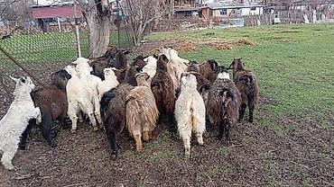 Козы, козлы: Продаю | Коза (самка), Козлёнок | Полукровка, Нубийская | На забой, Для разведения, Для молока | Племенные, Котные at lalafo.kg — 7 Козы, козлы: Продаю | Коза (самка), Козлёнок | Полукровка, Нубийская | На забой, Для разведения, Для молока | Племенные, Котные — 7