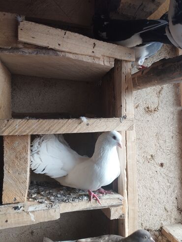 Akvarium aksessuar və ləvazimatları: Salam gördüyünüz tam sağlam erkək pavlin satılır təkdi deyə satılır