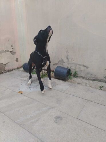baskervillerin iti: Pitbul, 1 il, Erkek