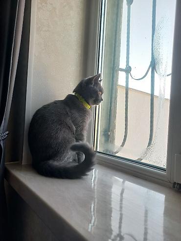 Pişiklər: Britan, Dişi, Yaxşı əllərə, Ünvandan götürmə — 9