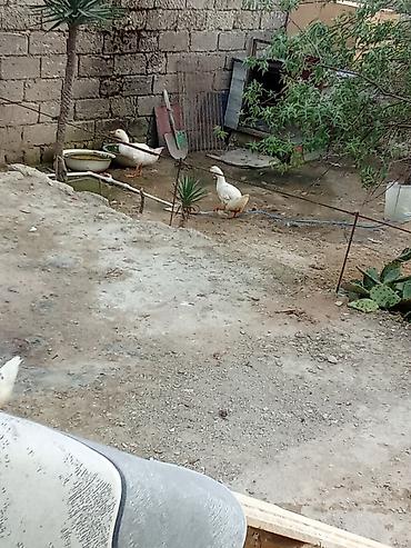 pekin ördeği: Satış: ördəklər - Növlər: müxtəlif cinslər (ağ Pekin tipli, rəngli — 1