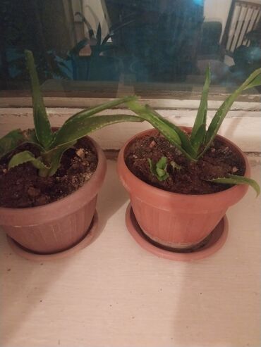водные растения: Алоэ вера 2 шт. в горшках,обмен на масло или плвмкогубцы - Два