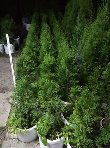 Декоративные деревья: Саженцы деревьев: Туи, Самовывоз — 5