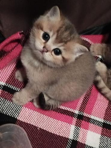 Pişiklər: Britan — 7