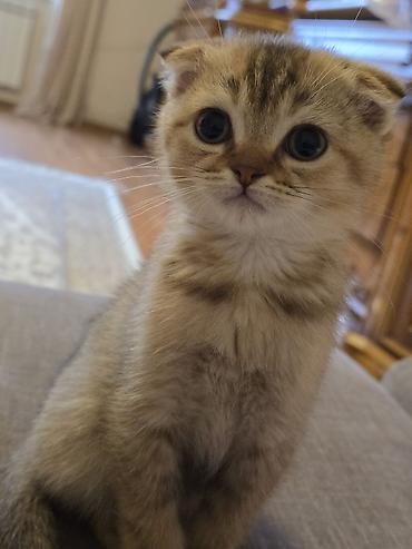 Pişiklər: Britan yastı qulaq, Erkək — 10