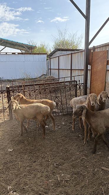 купить корову алатауской породы: Продаю | Овца (самка), Ягненок, Баран (самец) | Арашан | Для разведения — 10