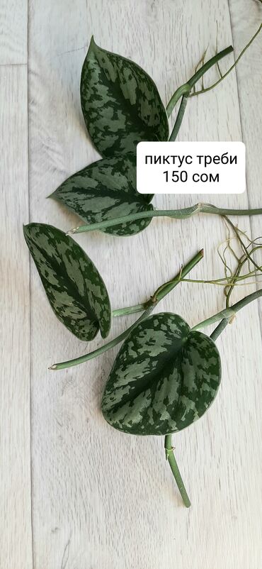 большая ваза для пальмы: Продаю фикус бенжамина, вар., аглаонему сиам аврора, хойя broget