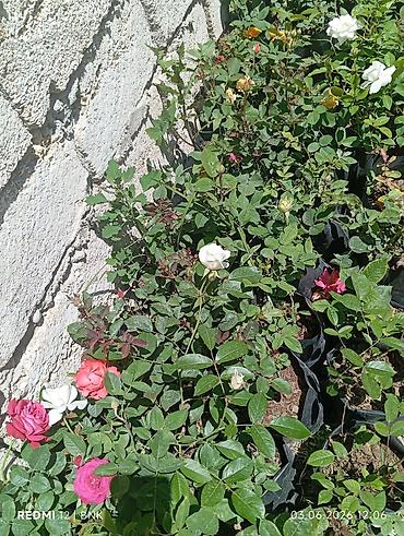 гул апа: Satış: qızılgül və sardunya (zonal pelargonium) saksı bitkiləri - — 7